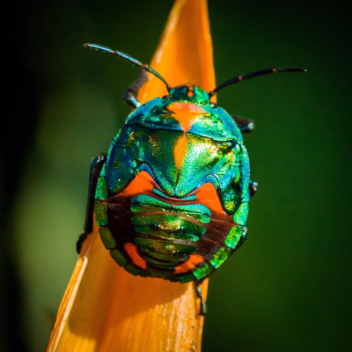 Roháč obecný (Lucanus cervus) na kmeni starého dubu porostlém mechem v lužním lese